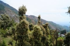 Visghudhi-yoga-in-dharamsala-19